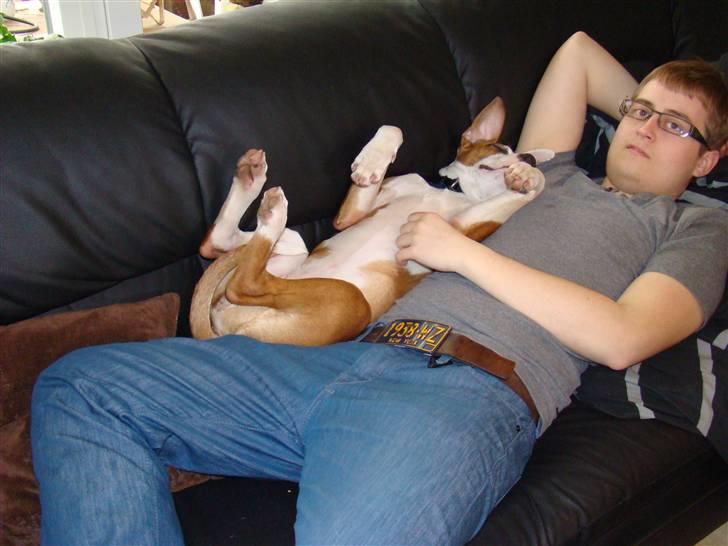 Amerikansk staffordshire terrier Bella Storebrors hund :D billede 4