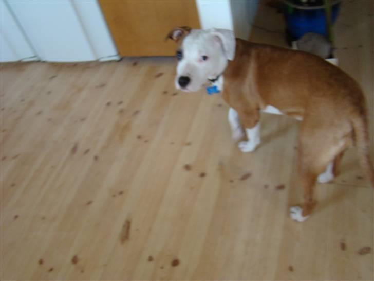 Amerikansk staffordshire terrier Bella Storebrors hund :D billede 5