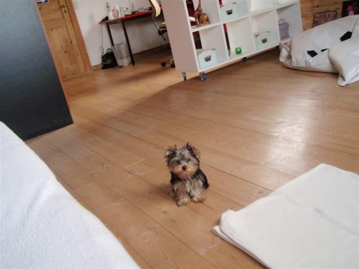 Yorkshire terrier Carlo billede 1
