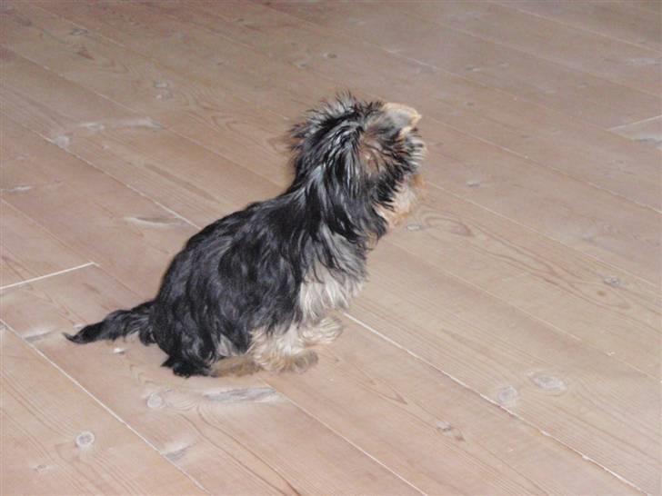 Yorkshire terrier Carlo billede 2
