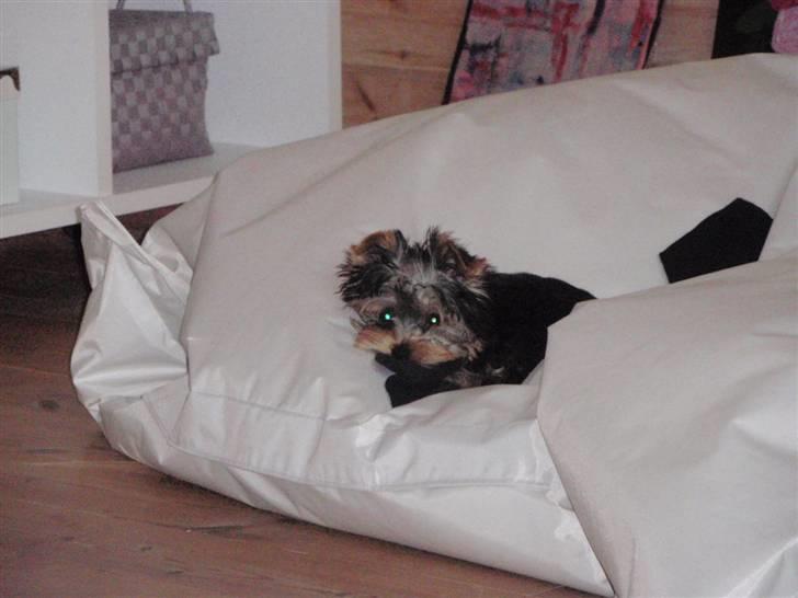 Yorkshire terrier Carlo - "Jeg har ikke stjålet nogle sokker.???" billede 3