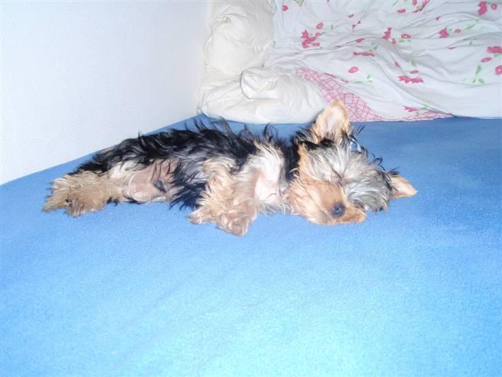 Yorkshire terrier Carlo - Intet bedre en en lille lur.  billede 4