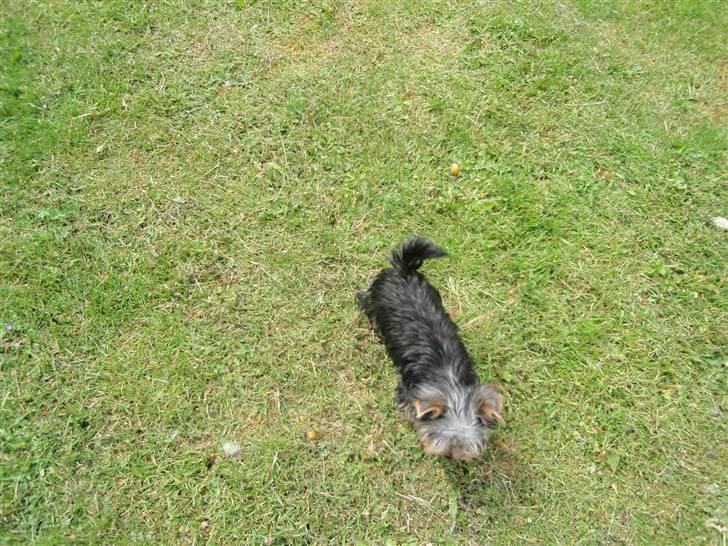 Yorkshire terrier Carlo billede 5