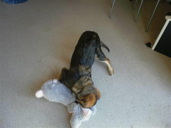 Blanding af racer Shivas billede 13