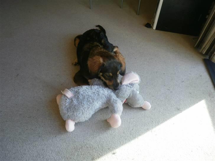 Blanding af racer Shivas billede 14