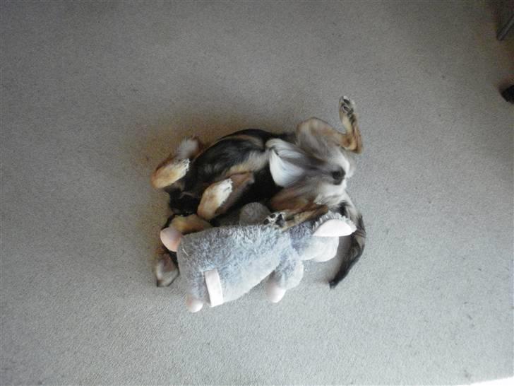 Blanding af racer Shivas billede 15