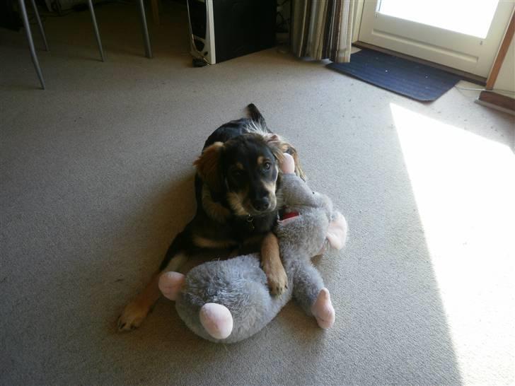 Blanding af racer Shivas billede 16