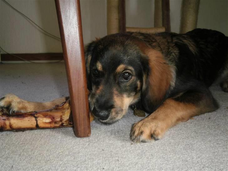 Blanding af racer Shivas billede 18