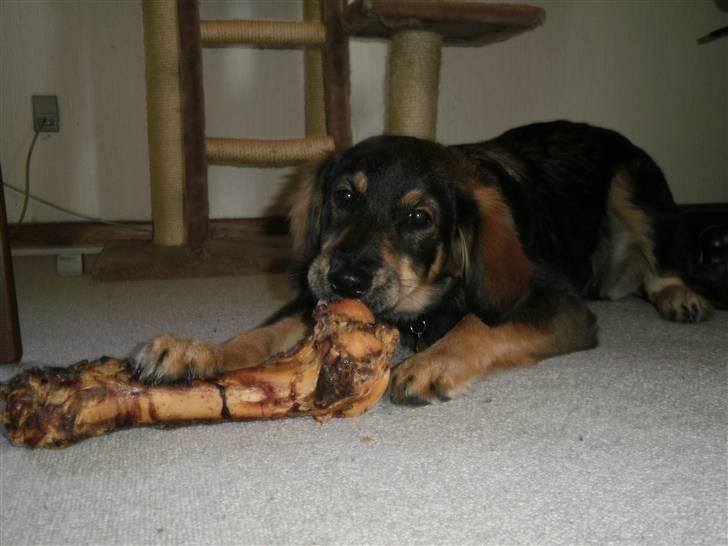 Blanding af racer Shivas billede 19