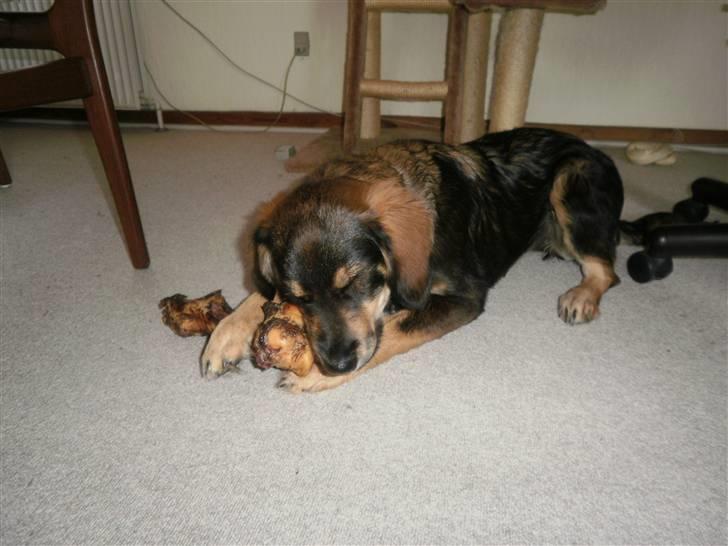 Blanding af racer Shivas billede 20