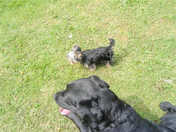 Yorkshire terrier Carlo - De to "vagthunde" holder øje. billede 6