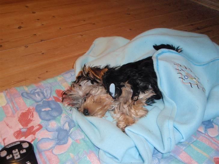 Yorkshire terrier Carlo billede 7