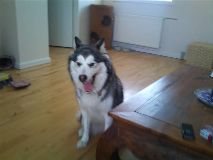 Blanding af racer Poppi billede 4