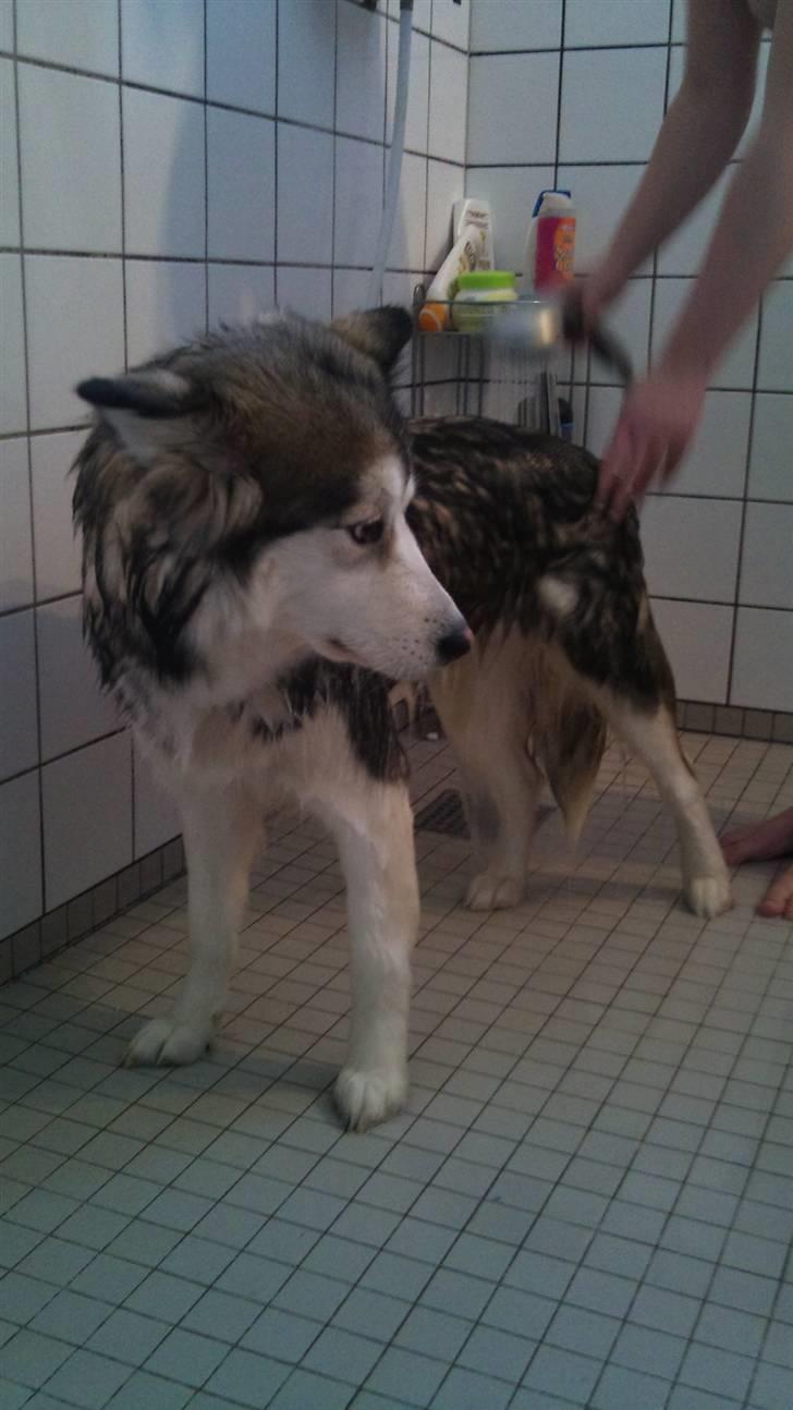 Blanding af racer Poppi billede 5