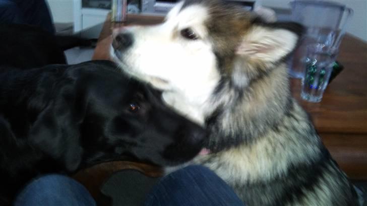 Blanding af racer Poppi billede 6