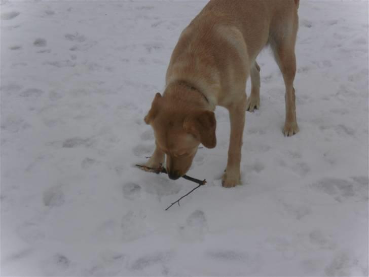 Labrador retriever molly billede 6