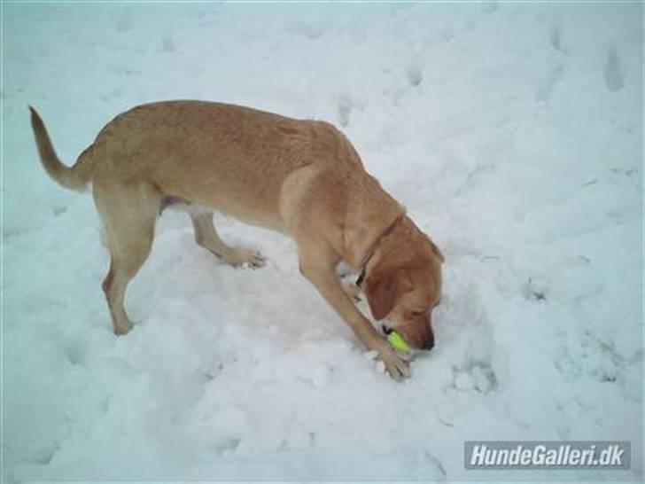Labrador retriever molly billede 7