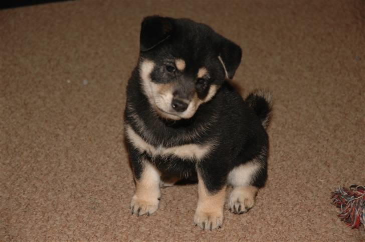 Shiba Toriyama's Aki (Akisha) billede 8