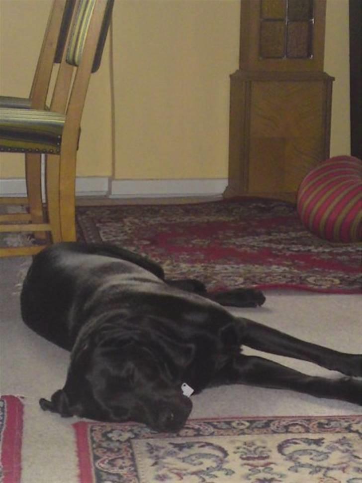 Labrador retriever Max (16.06.2008 - 10.06.2020) billede 11
