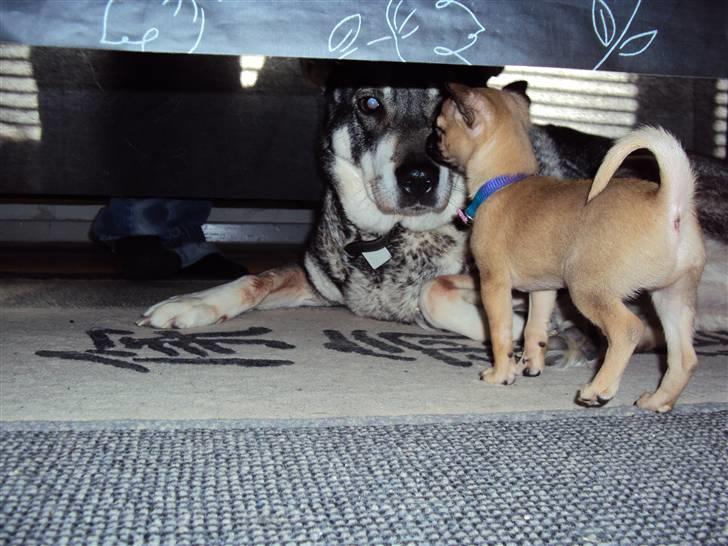 Chihuahua Baloo billede 8