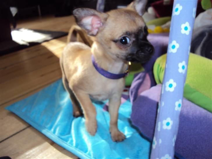 Chihuahua Baloo billede 9