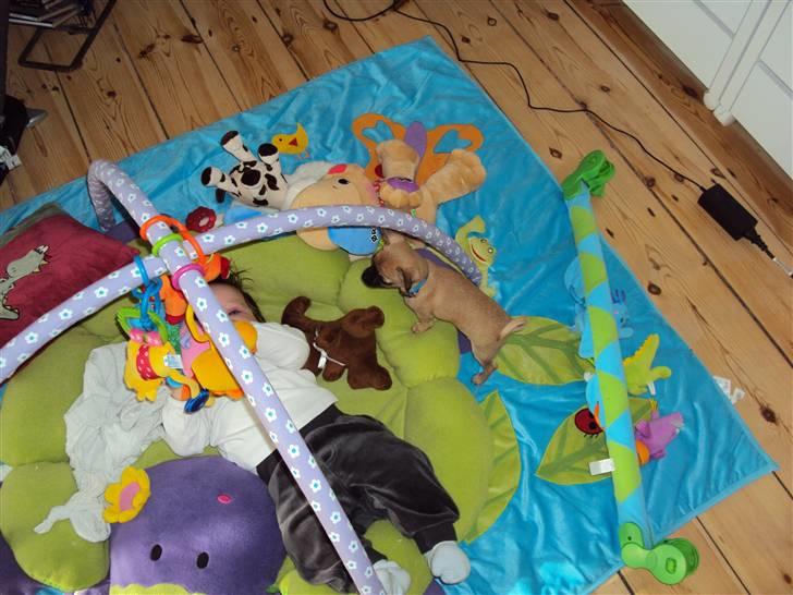 Chihuahua Baloo billede 10