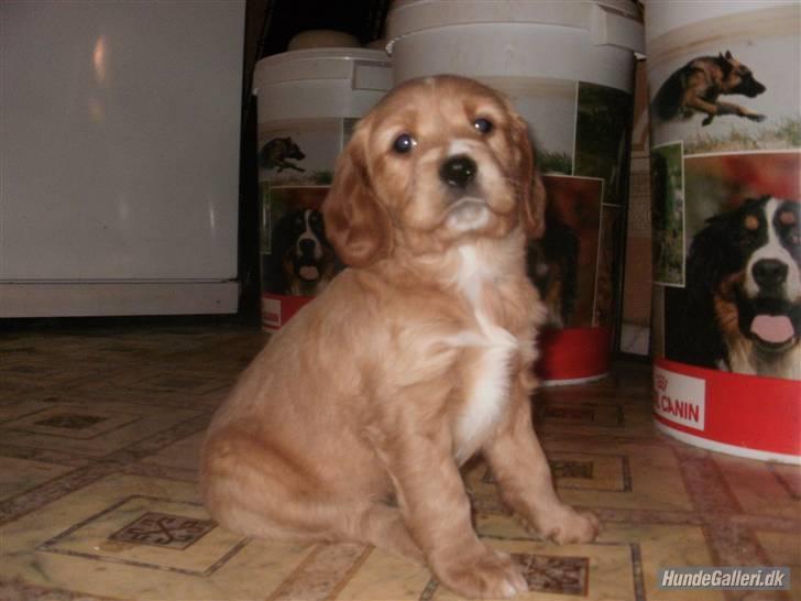 Blanding af racer Ciara - se hvor flot jeg er! billede 8