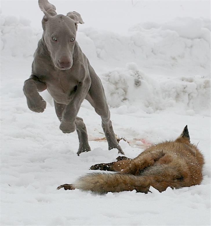 Weimaraner Hot Shoot´s Krimi HD A/B - Yeehaaar - min ræv! billede 14