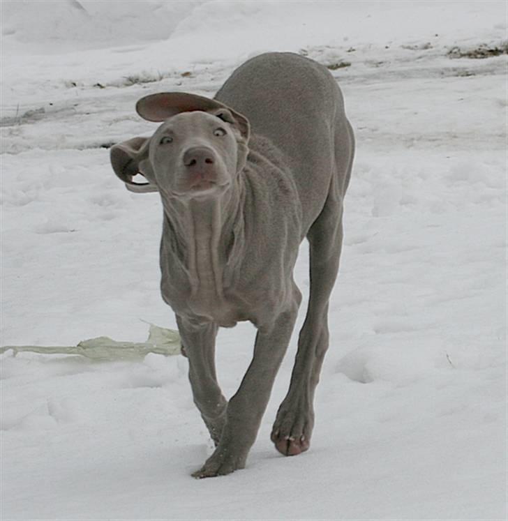 Weimaraner Hot Shoot´s Krimi HD A/B - Skyyynder mig alt det jeg kan! billede 15