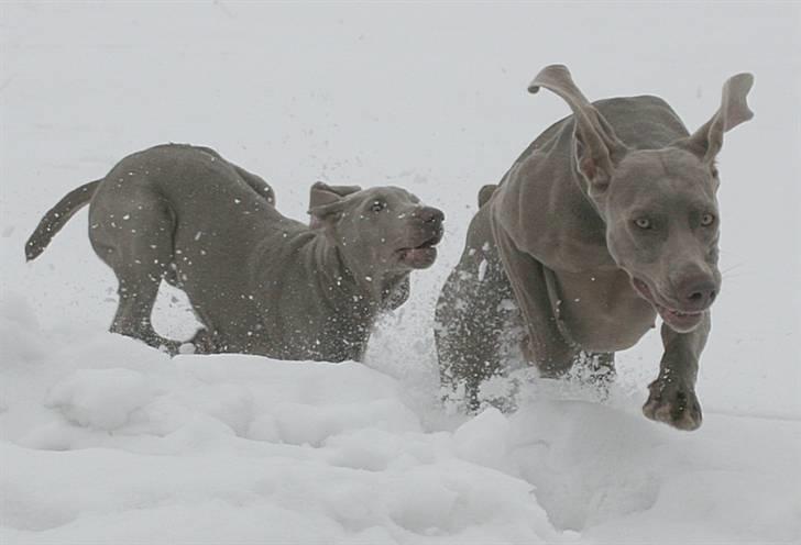 Weimaraner Hot Shoot´s Krimi HD A/B - Jubii og Krimi nyder sneen - modsat os andre billede 16