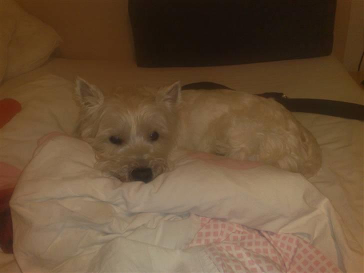 West highland white terrier Sofus (Himmelhund 15/6-2017) billede 11