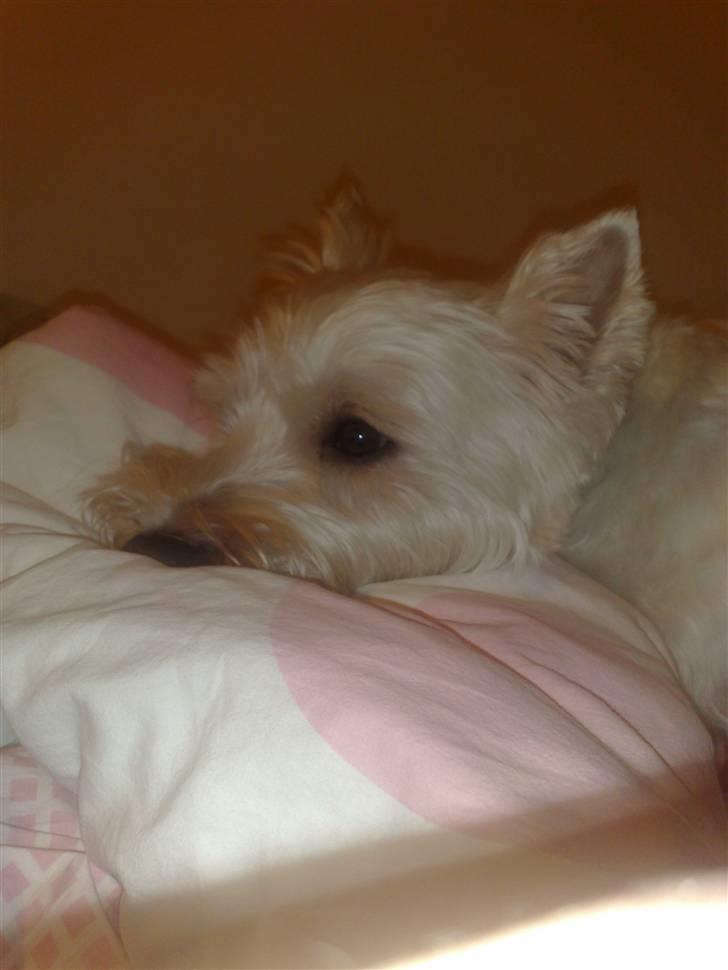 West highland white terrier Sofus (Himmelhund 15/6-2017) billede 12