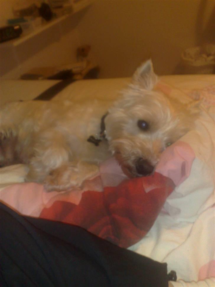 West highland white terrier Sofus (Himmelhund 15/6-2017) billede 13