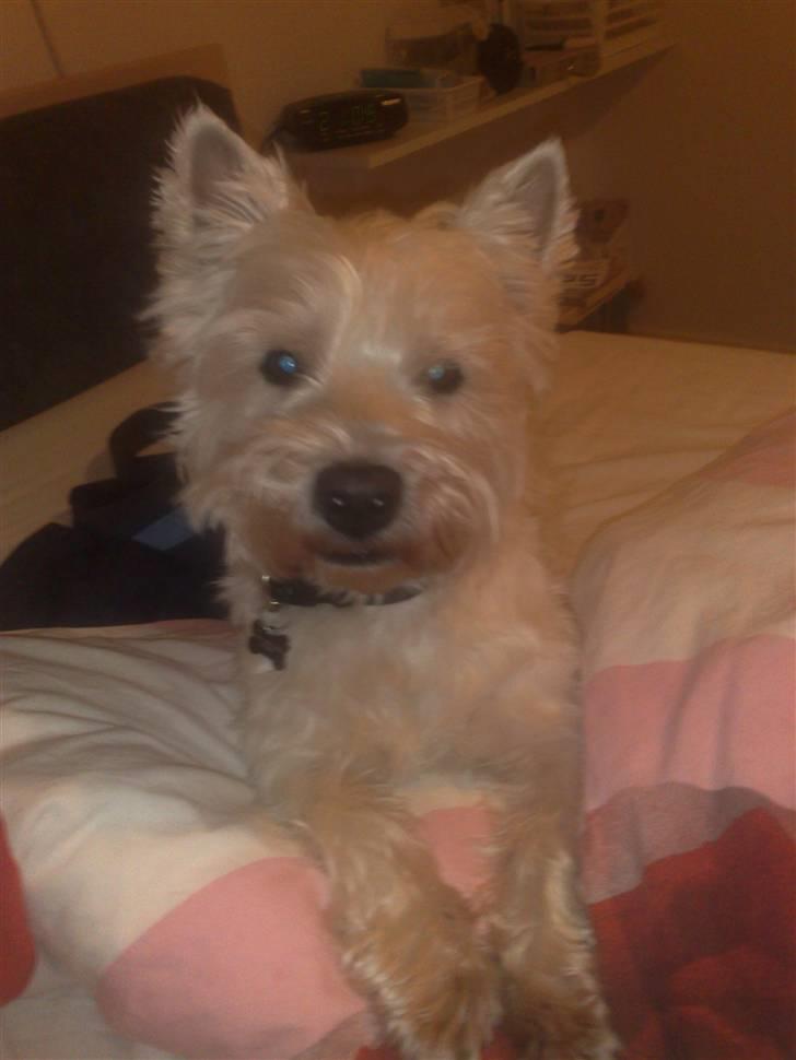 West highland white terrier Sofus (Himmelhund 15/6-2017) billede 14