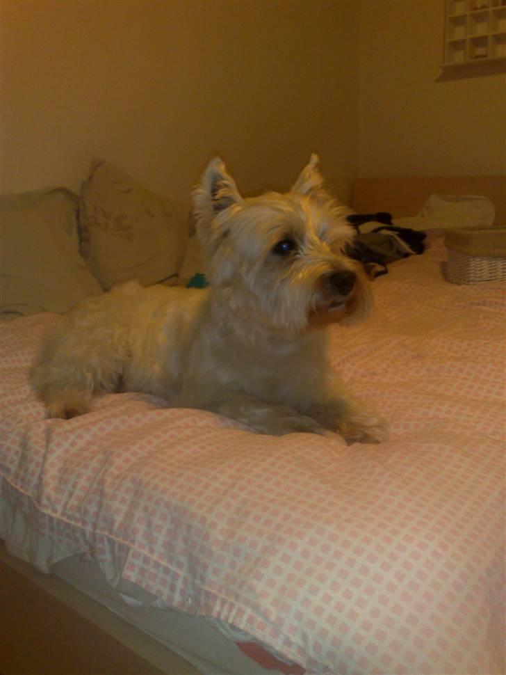 West highland white terrier Sofus (Himmelhund 15/6-2017) billede 15