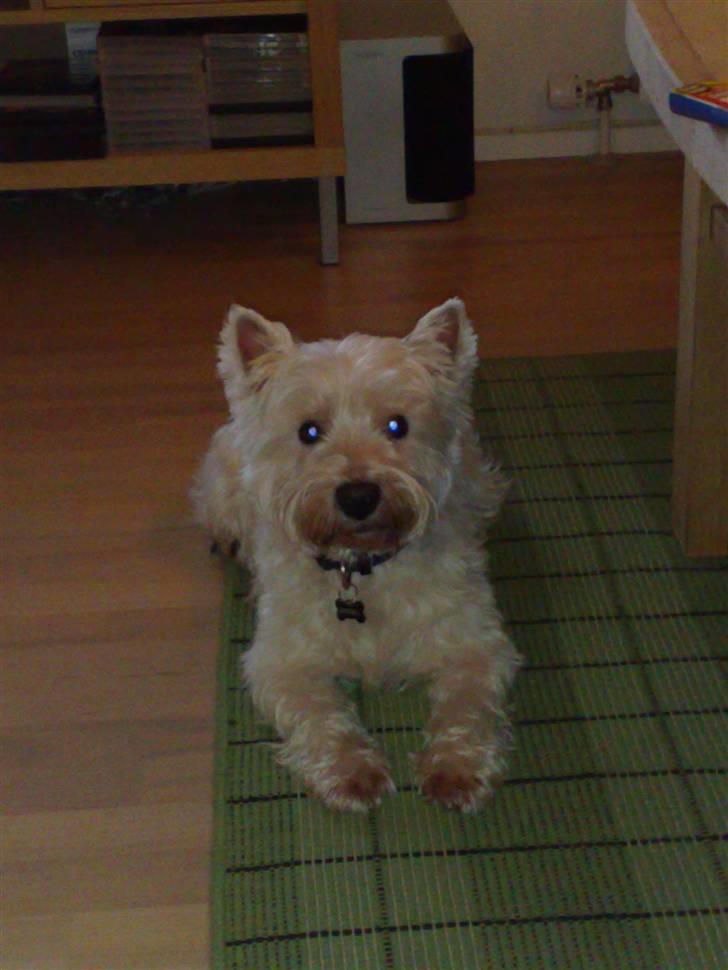 West highland white terrier Sofus (Himmelhund 15/6-2017) billede 16