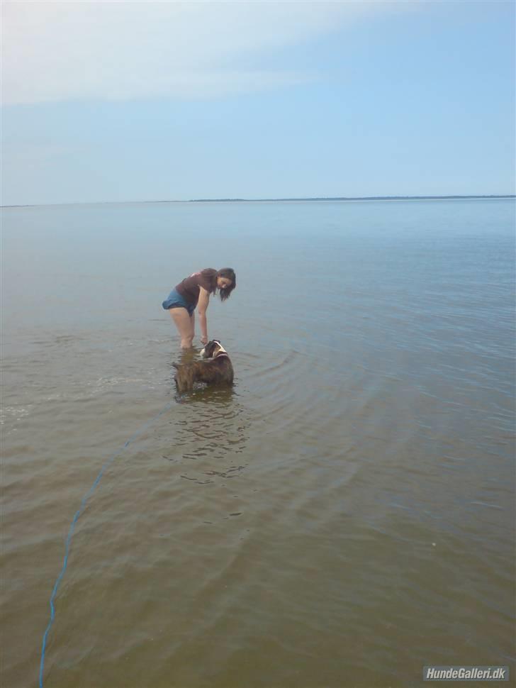 Amerikansk staffordshire terrier Angie RIP. - et af de sidste billeder billede 20