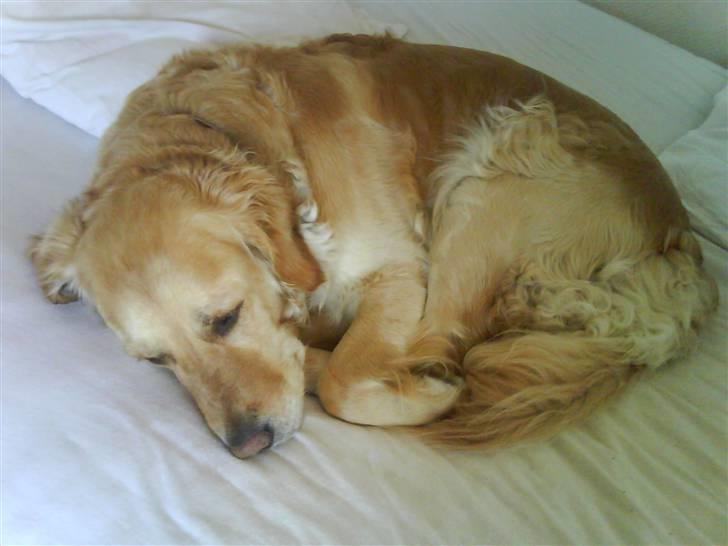 Golden retriever Lapijas Holly - årrh billede 6