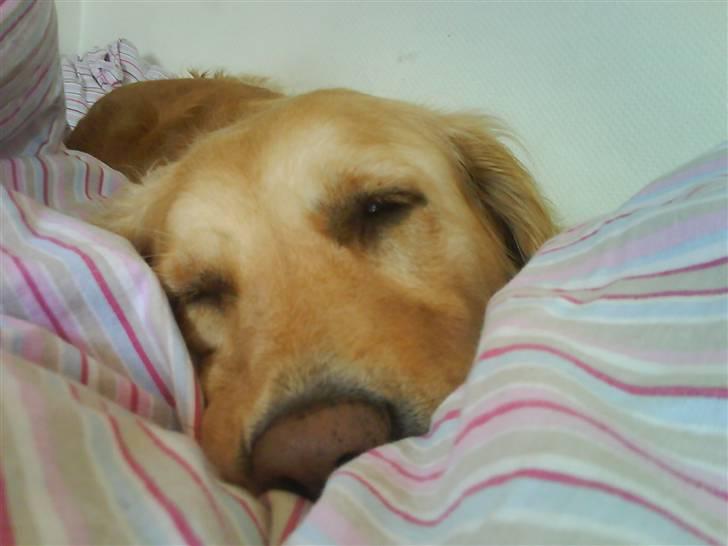 Golden retriever Lapijas Holly - hyggetrold? mig? neeej da.. billede 7