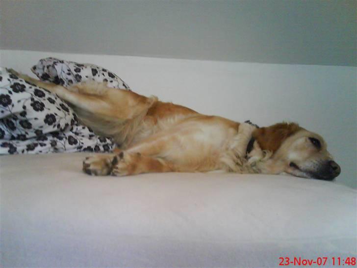 Golden retriever Lapijas Holly - det er skønt når hunden både fylder hele sengen, og samtidig dynen! ;-) billede 8