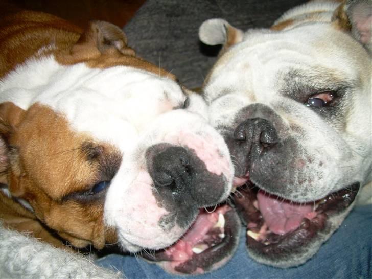 Engelsk bulldog Whiskey - z Mostowego Sadu billede 11