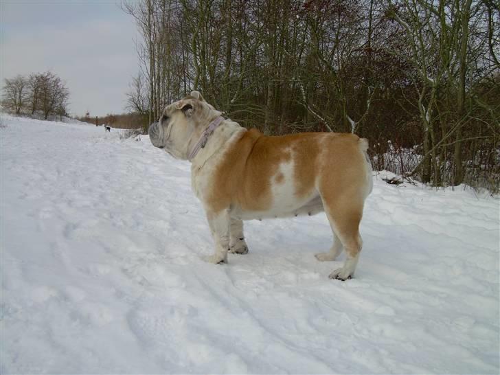 Engelsk bulldog Whiskey - z Mostowego Sadu billede 12