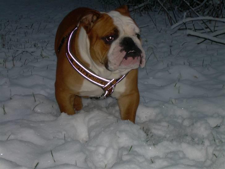 Engelsk bulldog Holger - Er'sujo billede 8