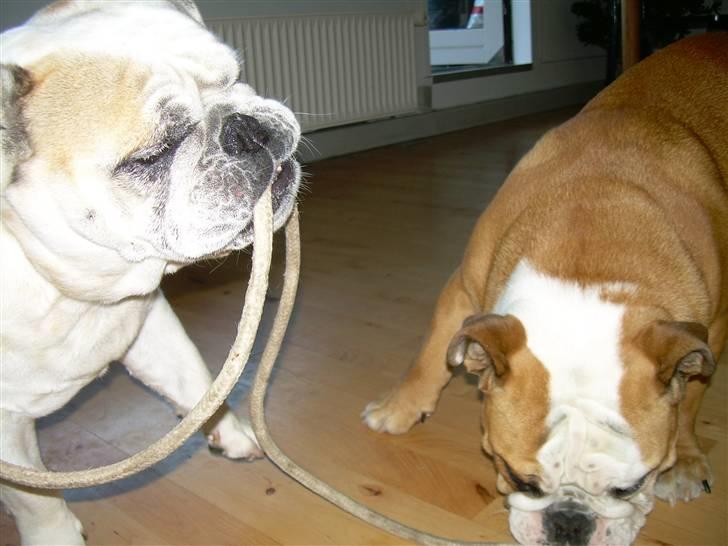 Engelsk bulldog Whiskey - z Mostowego Sadu - "Nu skal du høre! Man tager fat i snoren.. " billede 13