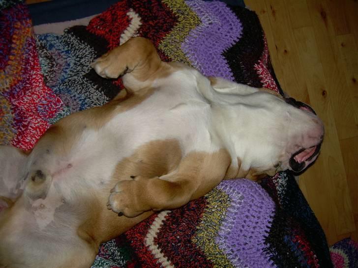 Engelsk bulldog Holger - Er'sujo billede 9