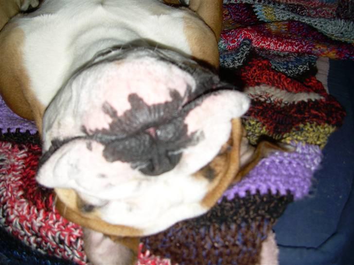 Engelsk bulldog Holger - Er'sujo - Smil! billede 2