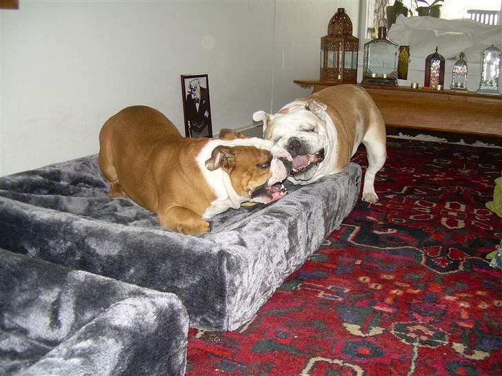 Engelsk bulldog Whiskey - z Mostowego Sadu billede 14