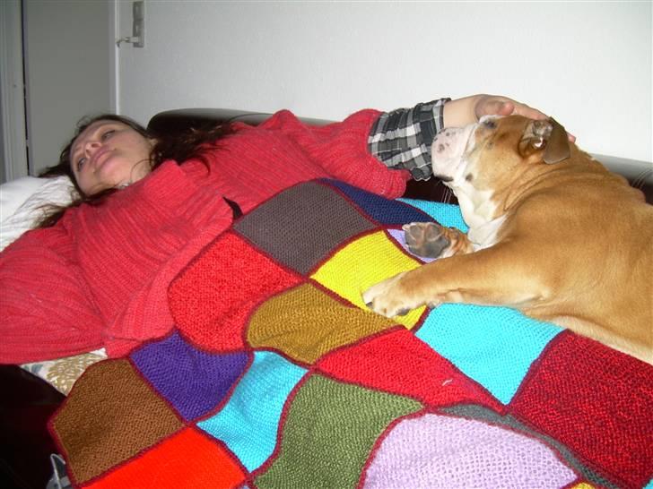 Engelsk bulldog Holger - Er'sujo - Min veninde var på besøg og Holger syntes det var SÅ hyggeligt!  billede 10