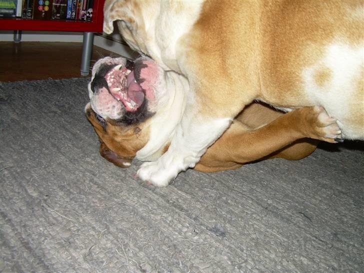 Engelsk bulldog Holger - Er'sujo billede 11