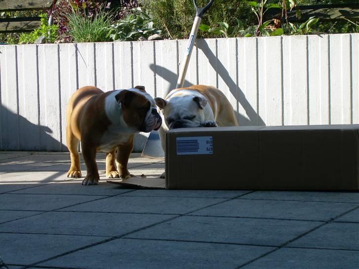 Engelsk bulldog Holger - Er'sujo - "Nå sådan, man tager fat i kassen og... " billede 12